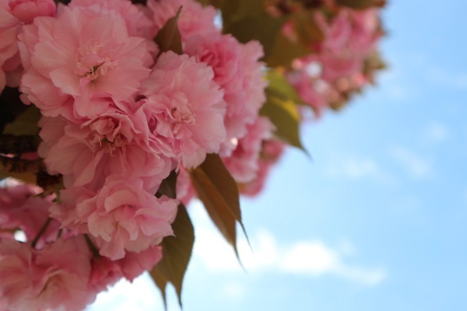 八重桜と空①