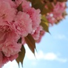 八重桜と空①