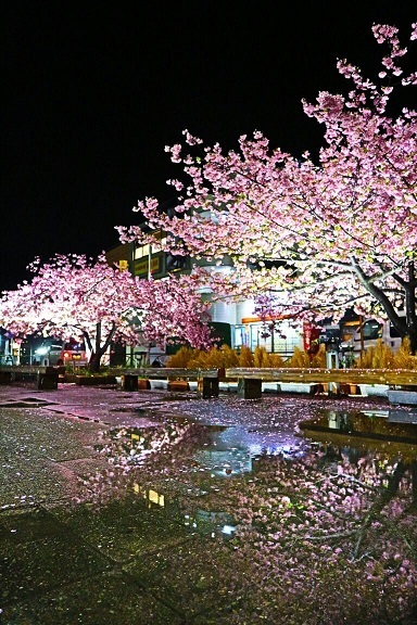 夜の河津桜、雨上がり③