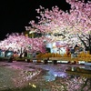 夜の河津桜、雨上がり③