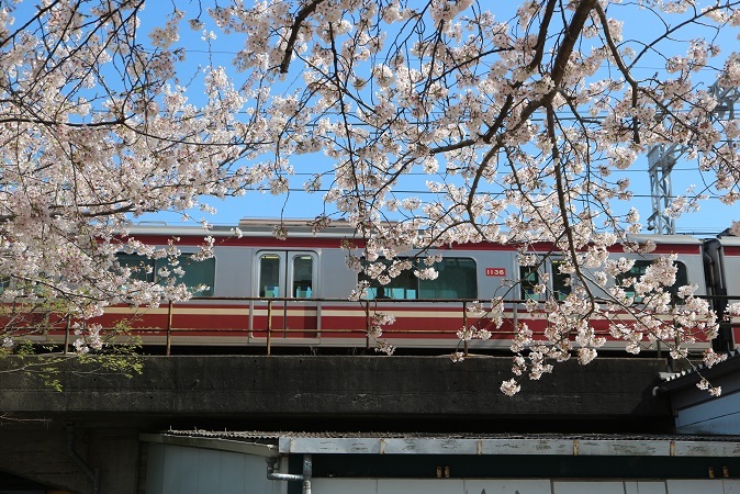 京急と桜①