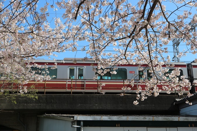 京急と桜①
