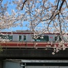 京急と桜①
