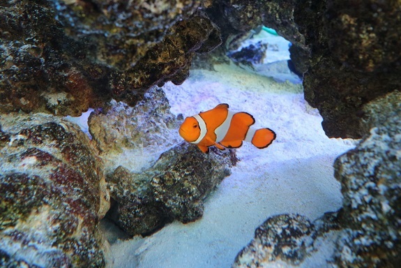 ドン・キホーテの水槽の魚たち①