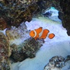 ドン・キホーテの水槽の魚たち①