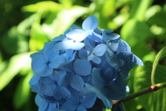 紫陽花④
