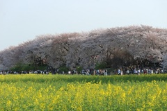 権現堂の桜２