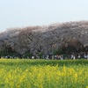 権現堂の桜２