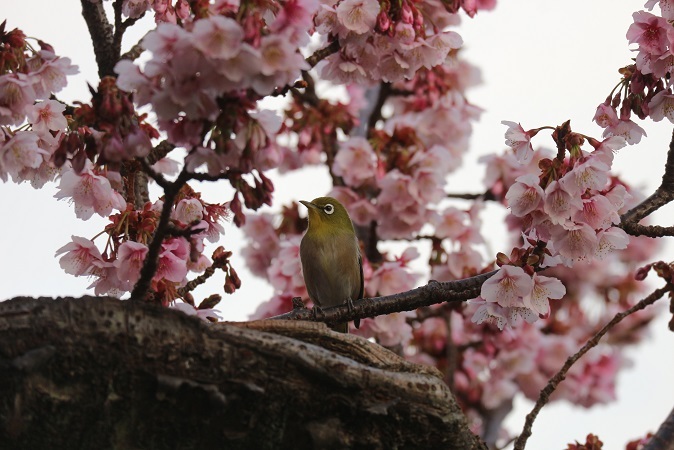 あたみ糸川桜まつり⑦