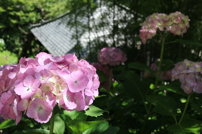 紫陽花⑩