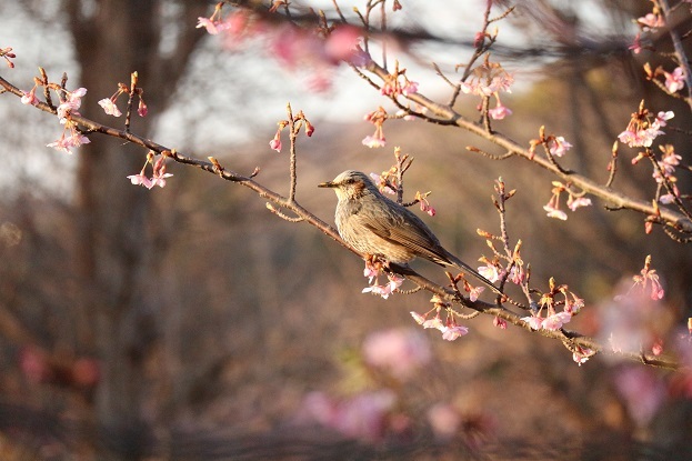 桜と鳥①