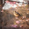 桜と鳥①