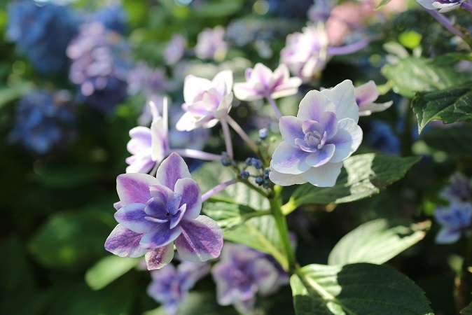 紫陽花②