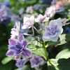 紫陽花②