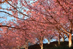 夕方の河津桜①