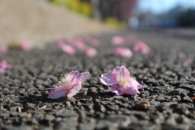 河津桜⑤