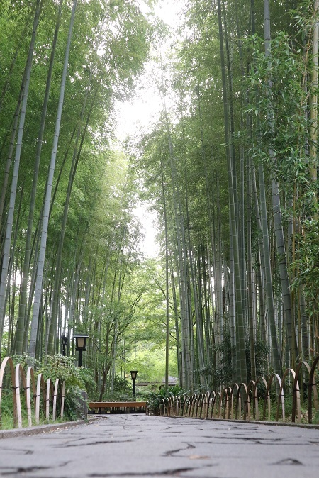 竹林④