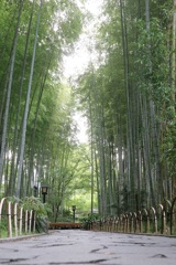 竹林④