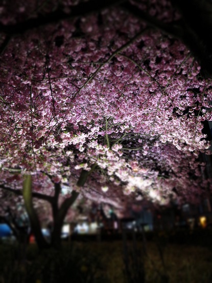 夜の河津桜②