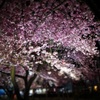 夜の河津桜②