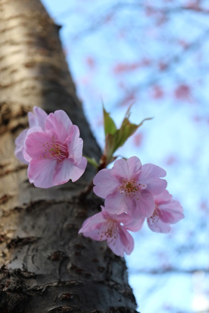 河津桜２