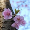 河津桜２