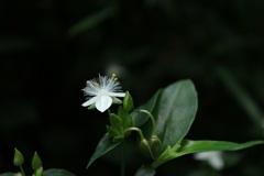 小網代の森　植物②