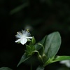 小網代の森　植物②