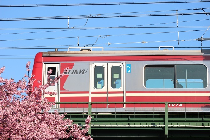 電車と河津桜②