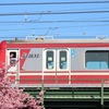 電車と河津桜②