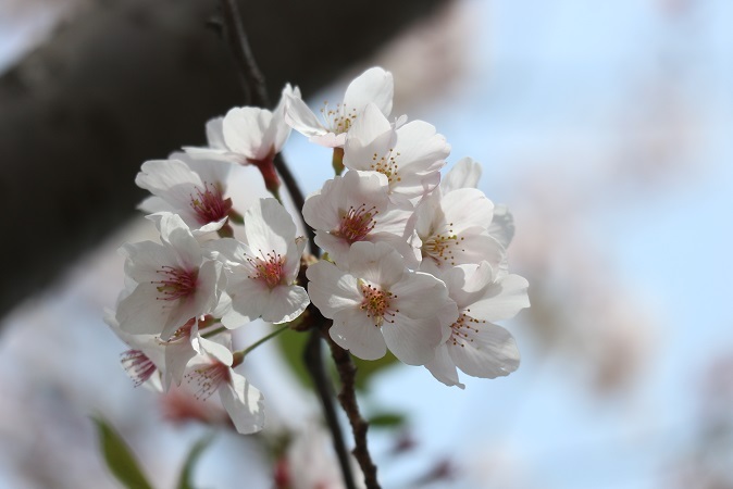 浅間神社の桜⑥