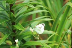 隠れ菖蒲園にて⑧