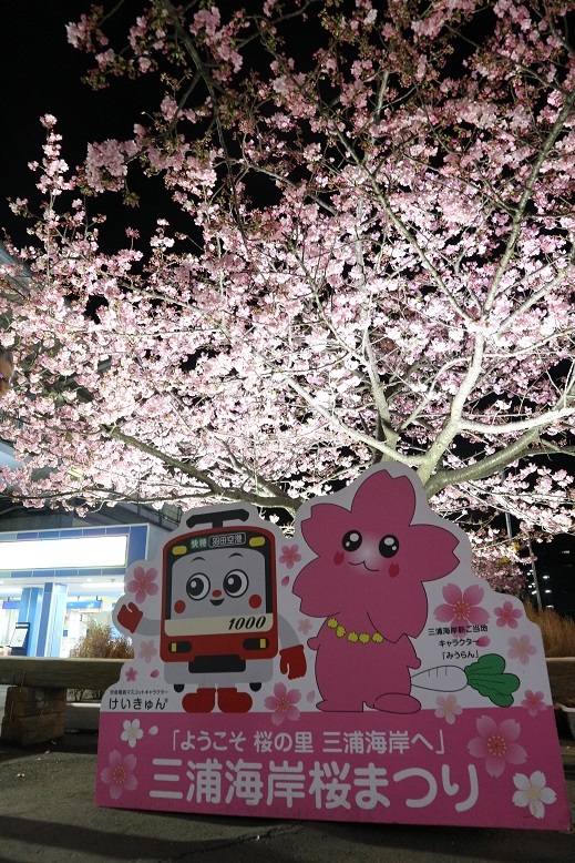 河津桜⑤