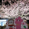 河津桜⑤