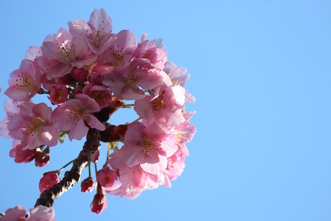 河津桜満開⑤