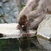 子猿