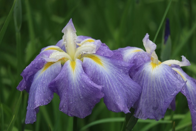 しょうぶの花①