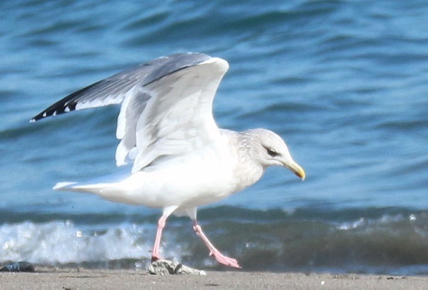 海辺の鳥⑧