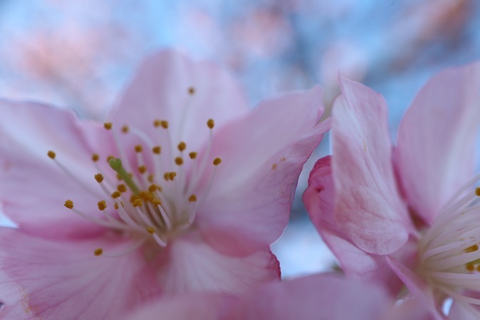 河津桜②