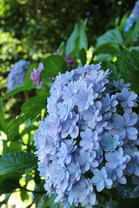 紫陽花⑥