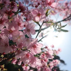 桜④