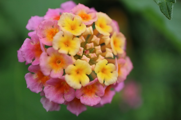 小網代の森　花①