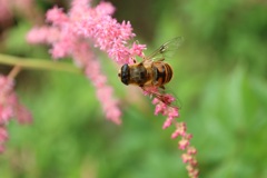 隠れ菖蒲園にて⑥