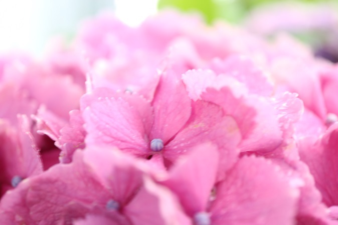 雨の日の紫陽花②