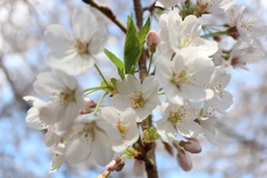 神社の桜⑧