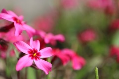 芝桜