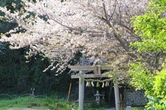 神社の桜