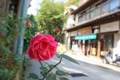 渋温泉と薔薇