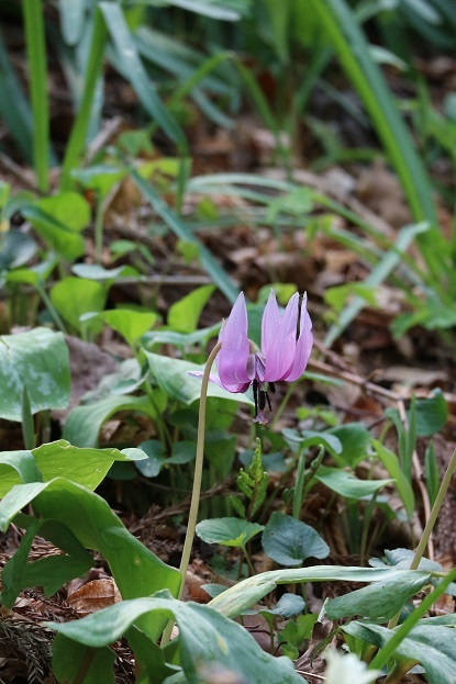 カタクリの花