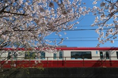 京急と桜②